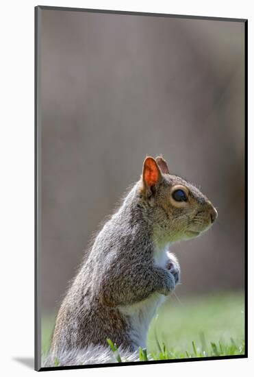 Eastern gray squirrel, Kentucky-Adam Jones-Mounted Photographic Print