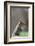 Eastern gray squirrel, Kentucky-Adam Jones-Framed Photographic Print