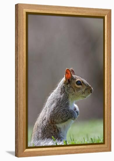 Eastern gray squirrel, Kentucky-Adam Jones-Framed Premier Image Canvas