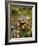 Eastern Gray Squirrel (Sciurus Carolinensis) in a Crab Apple Tree, in Captivity, Minnesota, USA-James Hager-Framed Photographic Print