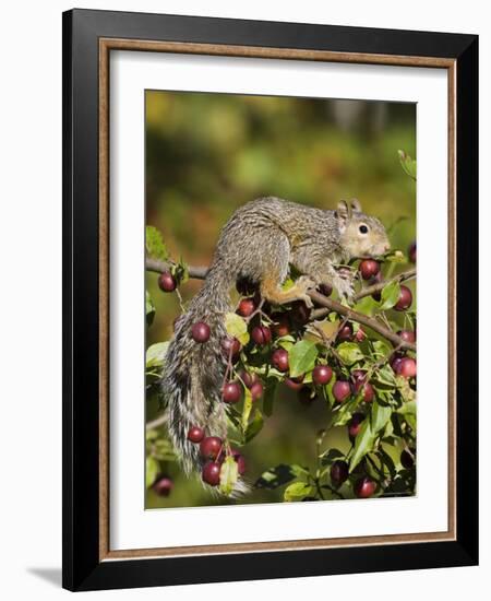 Eastern Gray Squirrel (Sciurus Carolinensis) in a Crab Apple Tree, in Captivity, Minnesota, USA-James Hager-Framed Photographic Print