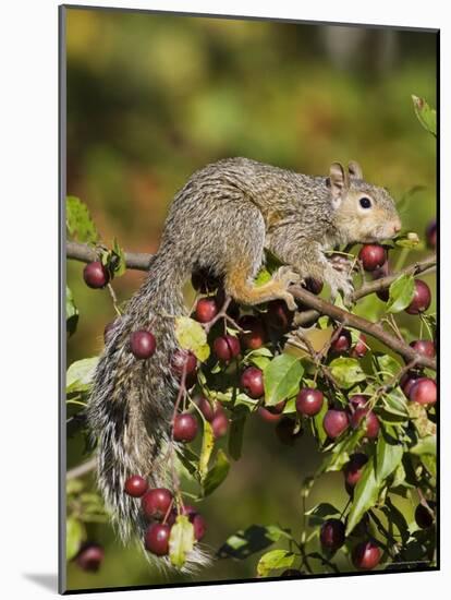 Eastern Gray Squirrel (Sciurus Carolinensis) in a Crab Apple Tree, in Captivity, Minnesota, USA-James Hager-Mounted Photographic Print