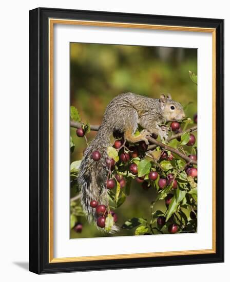 Eastern Gray Squirrel (Sciurus Carolinensis) in a Crab Apple Tree, in Captivity, Minnesota, USA-James Hager-Framed Photographic Print