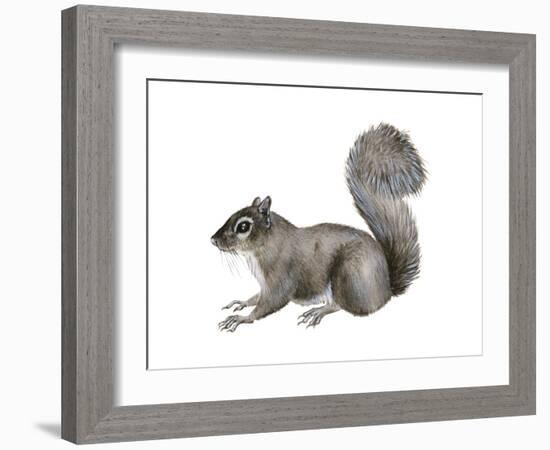 Eastern Gray Squirrel (Sciurus Carolinensis), Mammals-Encyclopaedia Britannica-Framed Art Print
