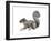 Eastern Gray Squirrel (Sciurus Carolinensis), Mammals-Encyclopaedia Britannica-Framed Art Print