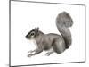 Eastern Gray Squirrel (Sciurus Carolinensis), Mammals-Encyclopaedia Britannica-Mounted Art Print