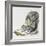 Eastern Gray Squirrel (Sciurus Carolinensis), Sciuridae-null-Framed Giclee Print