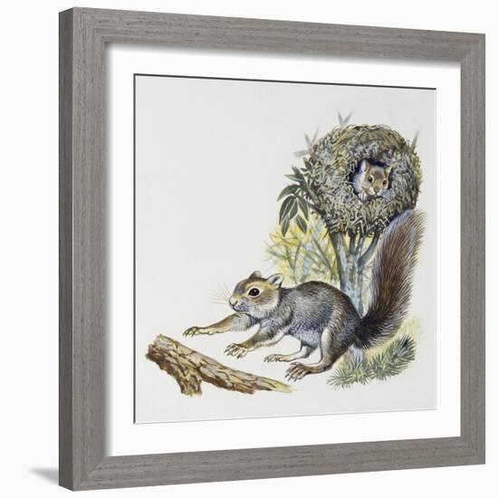 Eastern Gray Squirrel (Sciurus Carolinensis), Sciuridae-null-Framed Giclee Print