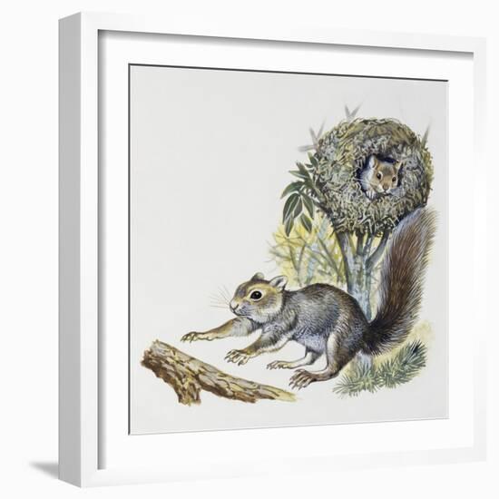 Eastern Gray Squirrel (Sciurus Carolinensis), Sciuridae-null-Framed Giclee Print