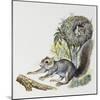 Eastern Gray Squirrel (Sciurus Carolinensis), Sciuridae-null-Mounted Giclee Print