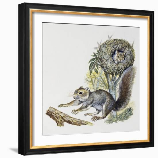 Eastern Gray Squirrel (Sciurus Carolinensis), Sciuridae-null-Framed Giclee Print