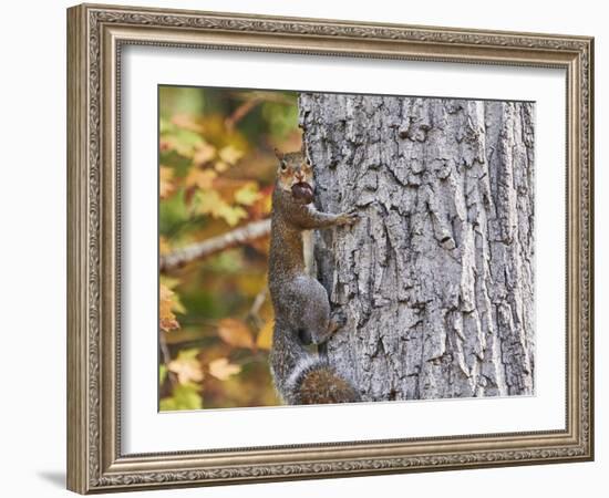 Eastern Gray Squirrel-Gary Carter-Framed Photographic Print