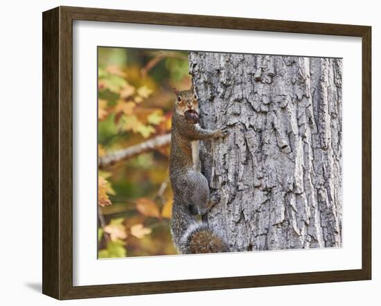 Eastern Gray Squirrel-Gary Carter-Framed Photographic Print