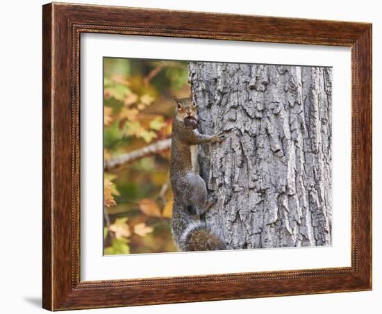 Eastern Gray Squirrel-Gary Carter-Framed Photographic Print
