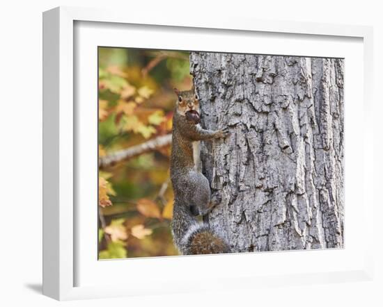 Eastern Gray Squirrel-Gary Carter-Framed Photographic Print