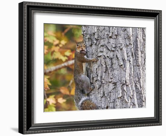 Eastern Gray Squirrel-Gary Carter-Framed Photographic Print