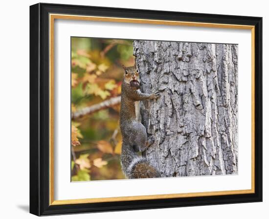 Eastern Gray Squirrel-Gary Carter-Framed Photographic Print