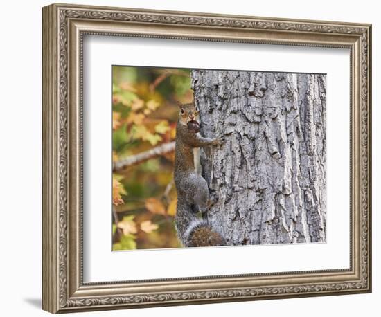 Eastern Gray Squirrel-Gary Carter-Framed Photographic Print