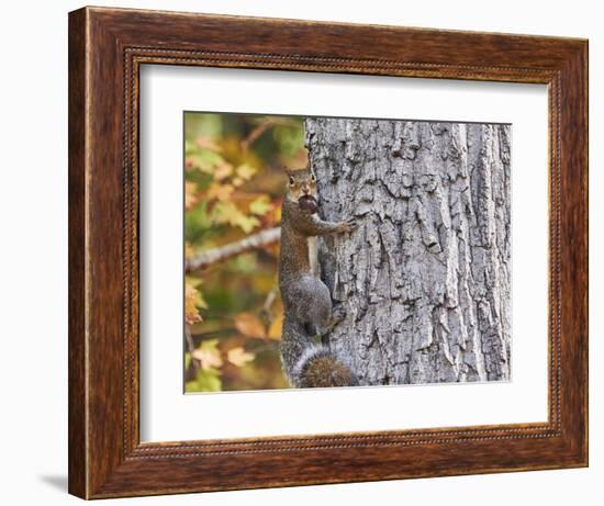 Eastern Gray Squirrel-Gary Carter-Framed Photographic Print