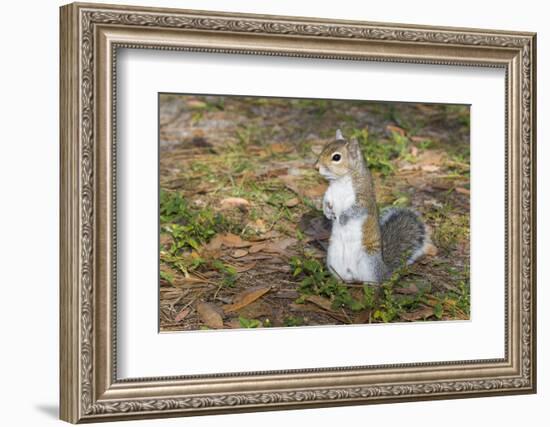 Eastern Gray Squirrel-Lynn M^ Stone-Framed Photographic Print