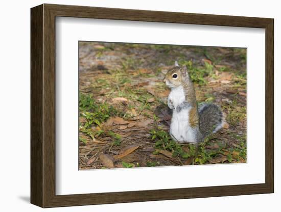 Eastern Gray Squirrel-Lynn M^ Stone-Framed Photographic Print