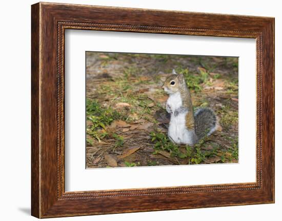 Eastern Gray Squirrel-Lynn M^ Stone-Framed Photographic Print