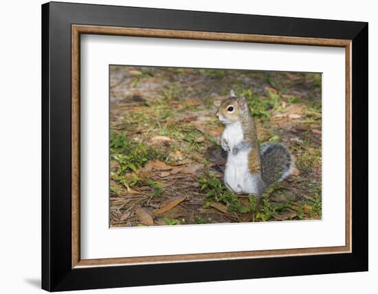 Eastern Gray Squirrel-Lynn M^ Stone-Framed Photographic Print