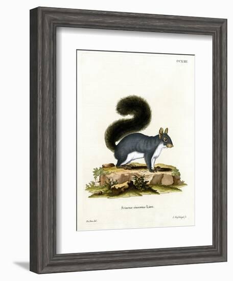 Eastern Gray Squirrel-null-Framed Giclee Print