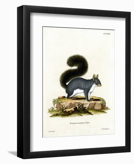 Eastern Gray Squirrel-null-Framed Giclee Print