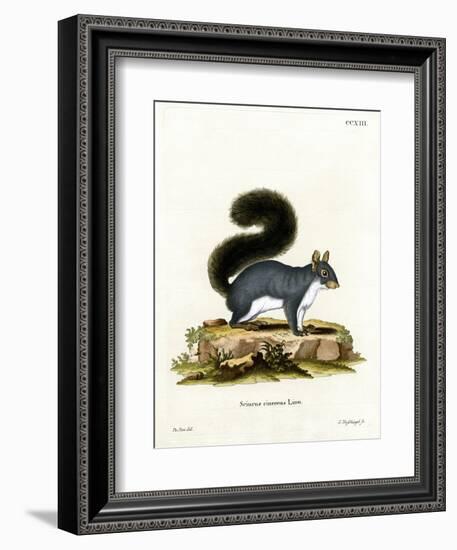 Eastern Gray Squirrel-null-Framed Giclee Print