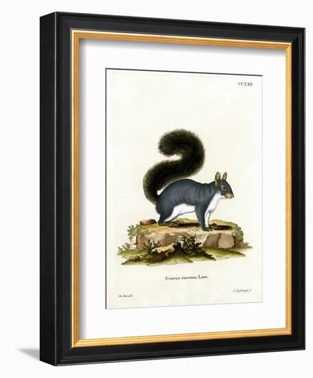 Eastern Gray Squirrel-null-Framed Giclee Print