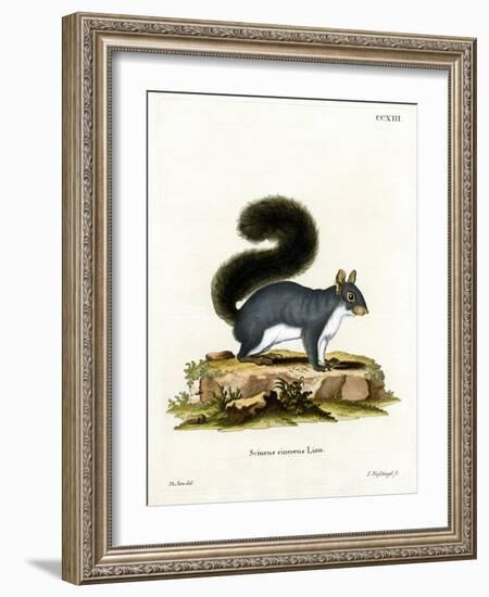 Eastern Gray Squirrel-null-Framed Giclee Print