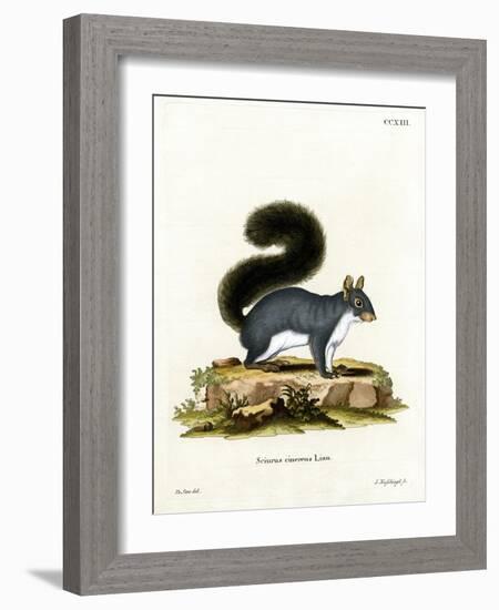 Eastern Gray Squirrel-null-Framed Giclee Print