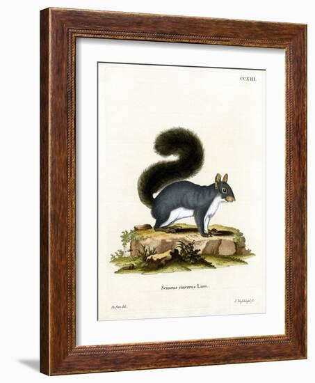 Eastern Gray Squirrel-null-Framed Giclee Print