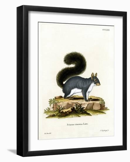 Eastern Gray Squirrel-null-Framed Giclee Print