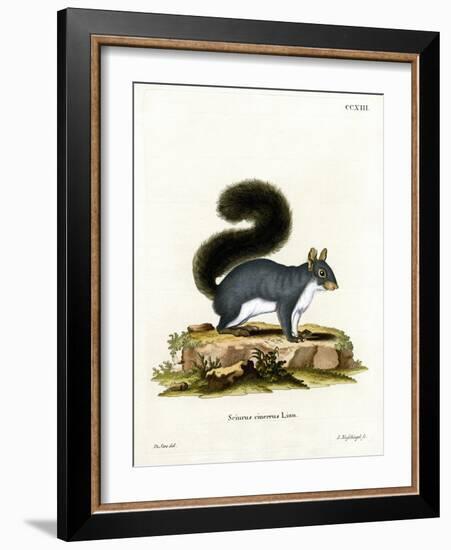 Eastern Gray Squirrel-null-Framed Giclee Print