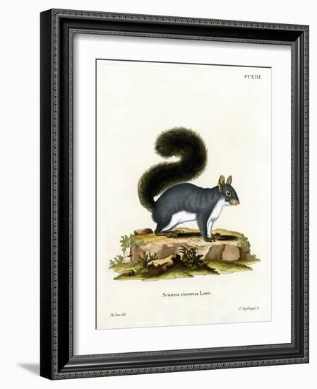 Eastern Gray Squirrel-null-Framed Giclee Print