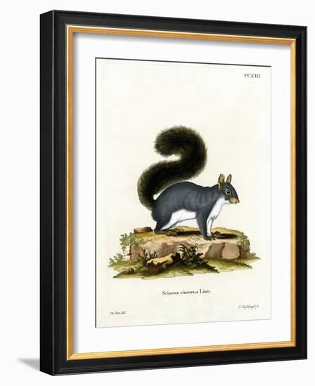 Eastern Gray Squirrel-null-Framed Giclee Print