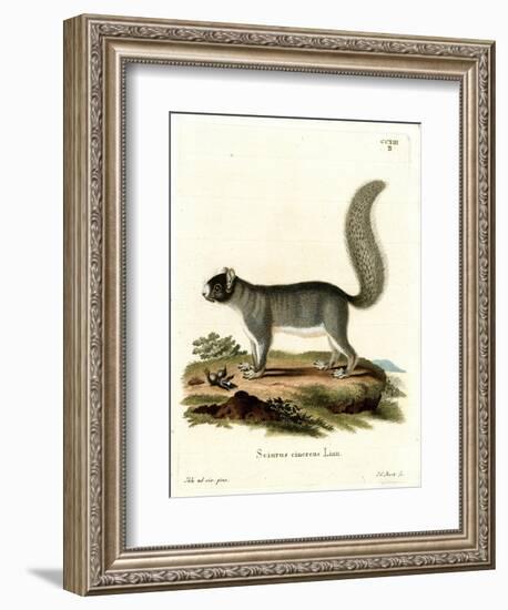 Eastern Gray Squirrel-null-Framed Giclee Print