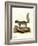 Eastern Gray Squirrel-null-Framed Giclee Print