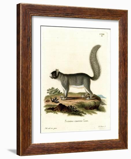 Eastern Gray Squirrel-null-Framed Giclee Print