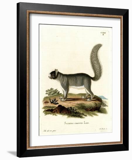 Eastern Gray Squirrel-null-Framed Giclee Print