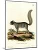 Eastern Gray Squirrel-null-Mounted Giclee Print