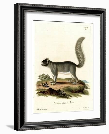 Eastern Gray Squirrel-null-Framed Giclee Print