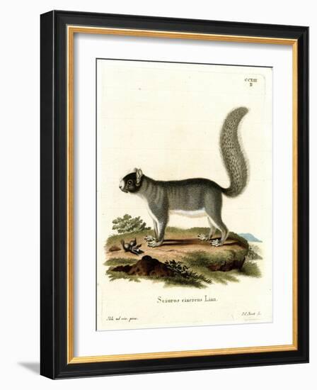 Eastern Gray Squirrel-null-Framed Giclee Print