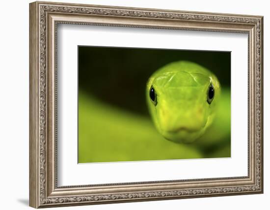 Eastern Green Mamba (Dendroaspis Angusticeps) Head Portrait, Captive, From East Africa-Edwin Giesbers-Framed Photographic Print