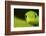 Eastern Green Mamba (Dendroaspis Angusticeps) Head Portrait, Captive, From East Africa-Edwin Giesbers-Framed Photographic Print