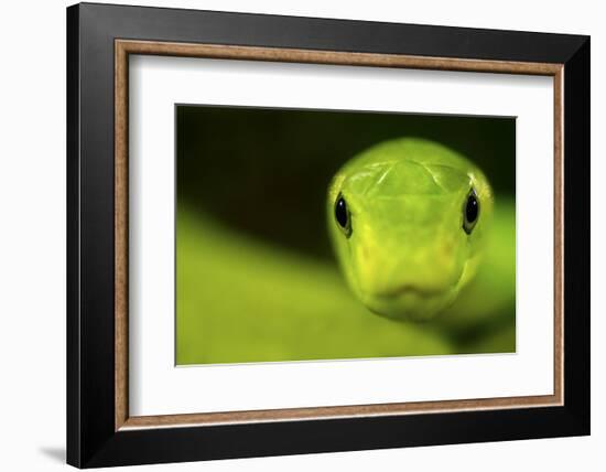 Eastern Green Mamba (Dendroaspis Angusticeps) Head Portrait, Captive, From East Africa-Edwin Giesbers-Framed Photographic Print