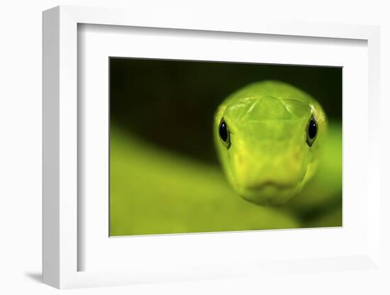 Eastern Green Mamba (Dendroaspis Angusticeps) Head Portrait, Captive, From East Africa-Edwin Giesbers-Framed Photographic Print