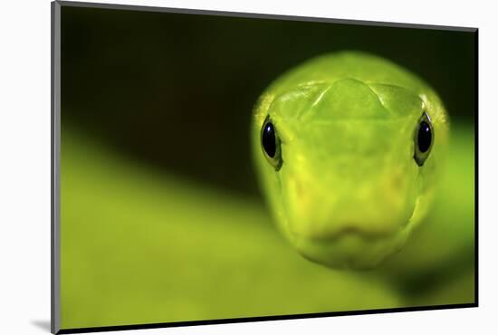 Eastern Green Mamba (Dendroaspis Angusticeps) Head Portrait, Captive, From East Africa-Edwin Giesbers-Mounted Photographic Print